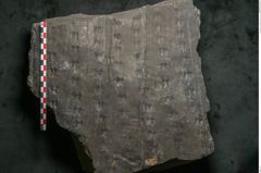 Foto (Detailansicht) von Sigillaria alternaus Lindl. et H. (NHMW-GEO-2024-0188-11230)